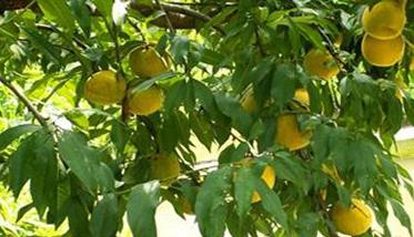 黄桃种植技术（黄桃种植技术视频教程）