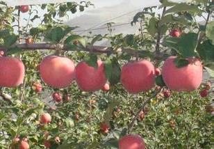 苹果夏季栽培管理重点 苹果树夏季管理技术