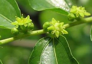 枣树花期管理有哪些内容 冬枣树的花期管理