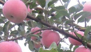 山东红富士苹果盛果期高效施肥技术（春季红富士苹果树施什么肥好）