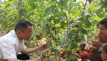 葡萄栽培管理新技术要点 葡萄栽培技术与管理方法