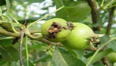 梨小食心虫的发生规律 梨小食心虫的发生规律是什么