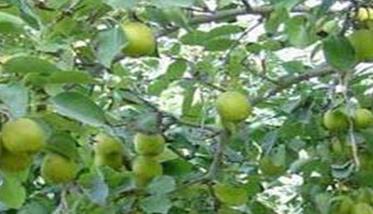 梨树施肥时间是什么时候 梨树确定施肥时期的施肥方法