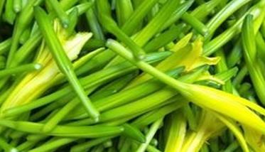 怎样栽培金针菜，金针菜种植方法（金针菜的栽培技术）