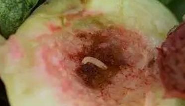桃小食心虫的危害症状及防治方法 桃小食心虫的防治时间怎样防治