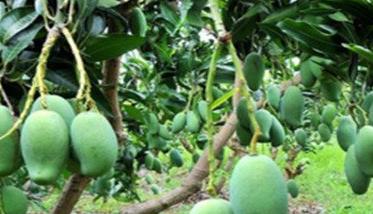 芒果的产地主要在哪里 芒果的产地主要在哪里产