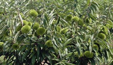 关于中国板栗种植历史的几个问题 板栗种植的有利条件