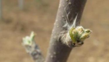 苹果树几月份萌芽 苹果树几月份萌芽开始