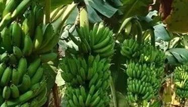 香蕉果期的管理