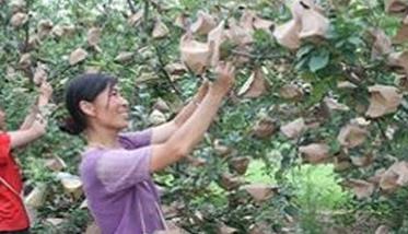 苹果套袋新技术要点 苹果套袋新技术视频