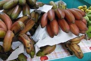 红皮香蕉营养价值知多少 红皮香蕉的营养价值