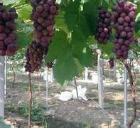 大棚葡萄常见问题解答 大棚葡萄可以套种什么