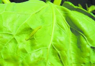 生物性激素诱杀蔬菜小菜蛾的方法 杀小菜蛾用什么农药最好