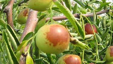 种植冬枣树要了解冬枣树的习性（冬枣树苗如何种植）