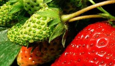 草莓的繁殖方法（草莓的繁殖方法和技术要点）