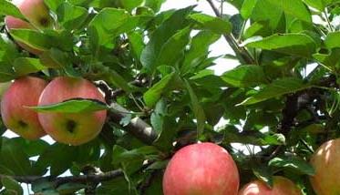 苹果树有哪些最新优良品种 苹果树品种大全带图片