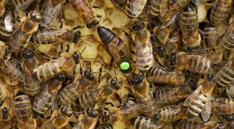 蜜蜂为什么要听蜂王的 蜜蜂为什么要听蜂王的话