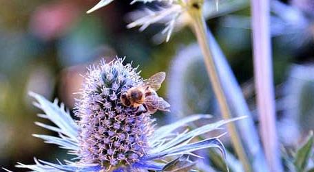 蜜蜂一年四季都产蜜吗 蜜蜂的一年四季