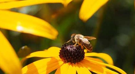 蜜蜂蜇人预示什么 蜇人的蜜蜂是什么