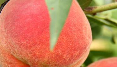 桃的营养价值及功效与作用 桃子的营养价值及功效与作用