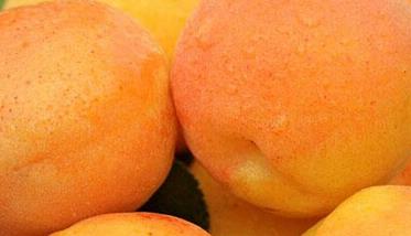 杏儿的营养和功效有哪些 杏儿的功效是什么