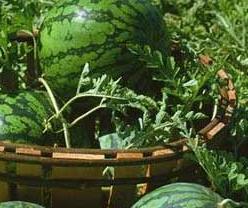 西瓜需肥规律与施肥技术 西瓜施肥方案及需肥规律