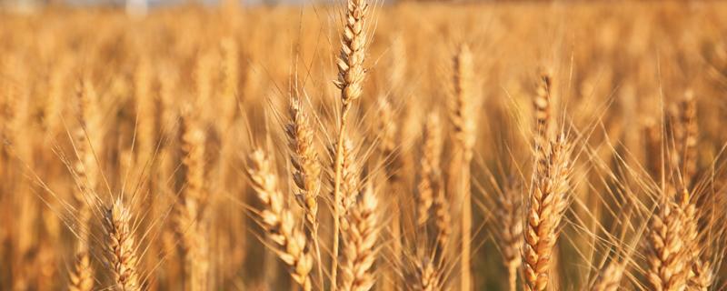 小麦价格一斤多少钱 2023年小麦价格一斤多少钱
