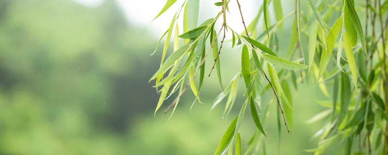 哪种植物是古代的刷牙利器 哪种植物是古代的刷牙利器蚂蚁庄园