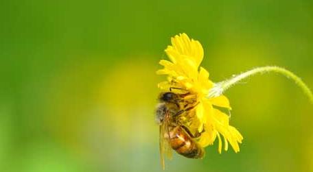 蜜蜂的生活环境特性（蜜蜂的生活环境和特征）
