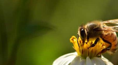 蜜蜂有哪些生物学特性（蜜蜂是什么生物类型）