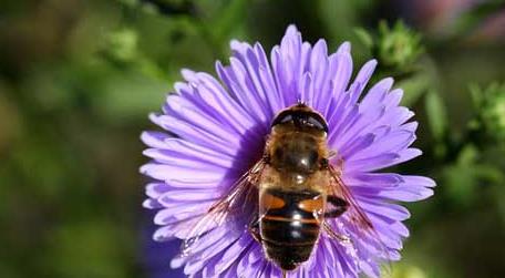 世界上有多少种蜜蜂 世界上有多少种蜜蜂视频