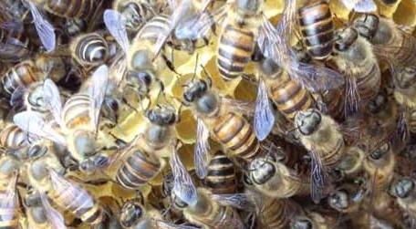 蜜蜂春繁为什么要紧脾 中华蜜蜂春繁怎样紧脾