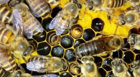养蜂怎样原地人工分蜂（人工原地分蜂方法）
