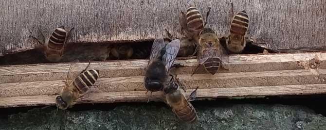 雄蜂出来后几天起王台 蜜蜂没有雄蜂起王台怎么回事