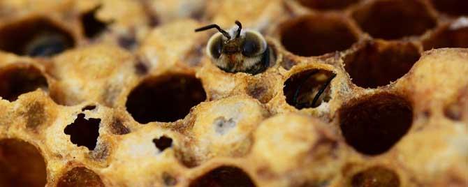雄蜂出房后多久会分蜂 雄蜂大量出房多久会分蜂