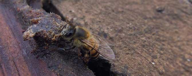 为什么蜜蜂老是分蜂（蜜蜂为什么不分蜂）