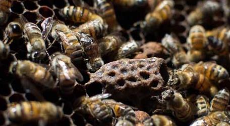 小蜂螨的最佳治疗方法 蜜蜂小蜂螨治疗方法