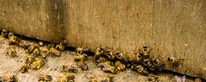 蜜蜂合并回蜂怎么办 如何合并中蜂最好