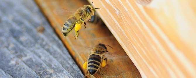 蜜蜂最怕什么味道会跑 蜜蜂闻到什么气味会跑
