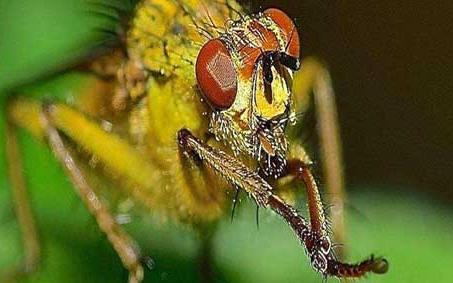 赤眼蜂 赤眼蜂防治什么害虫