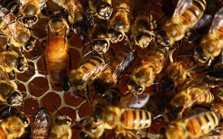 蜜蜂白垩病(石灰子病) 蜜蜂白垩病的治疗方法