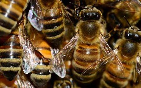 蜜蜂副伤寒病(下痢病) 蜜蜂痢疾病是怎样的症状