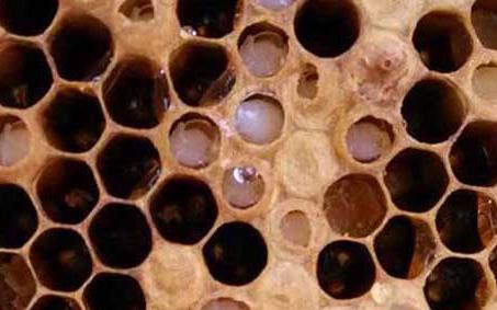 中蜂囊状幼虫病(中囊病) 中蜂中囊病是怎么引起的