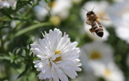 蜜蜂 蜜蜂蛰了怎么处理好得快?