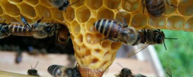 中蜂为什么容易自然分蜂（中蜂为什么会分蜂）