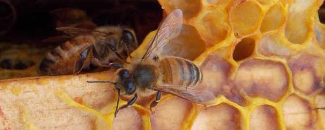 澳洲蜂胶都是假的吗 澳洲蜂胶都是假货吗