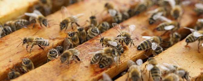 蜜蜂在多少度适合春繁 蜜蜂春繁条件
