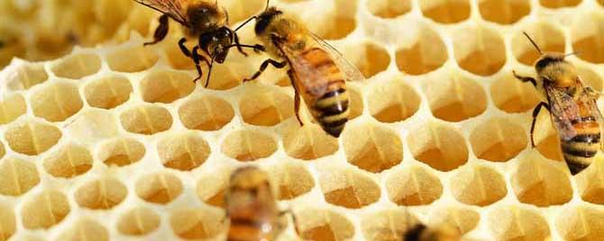 春繁爬蜂病怎么治疗 蜜蜂春繁怎样预防爬蜂