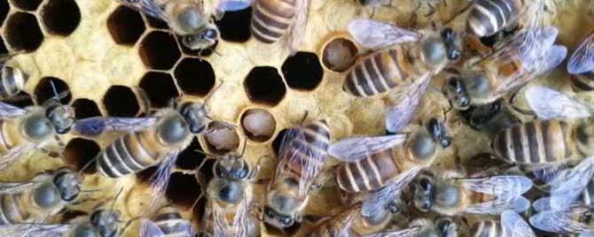 中蜂爬蜂病怎么回事 中蜂出现爬蜂是什么病