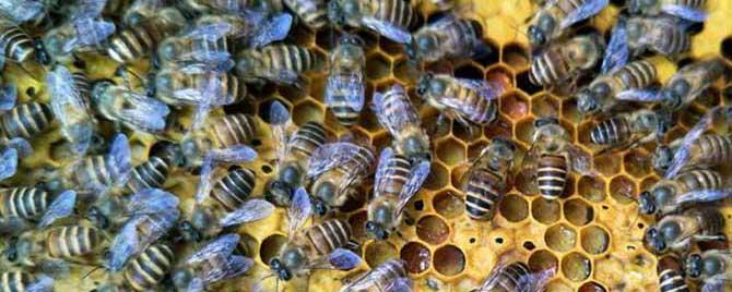 中蜂爬蜂病怎样防治 中蜂蜂病防治方法